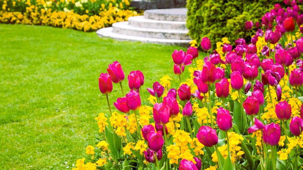 Tulips in the garden
