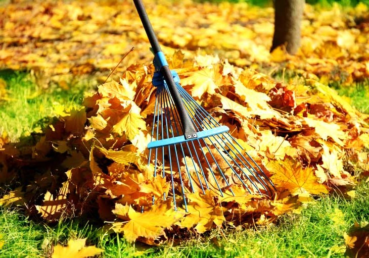 Cleaning leaves
