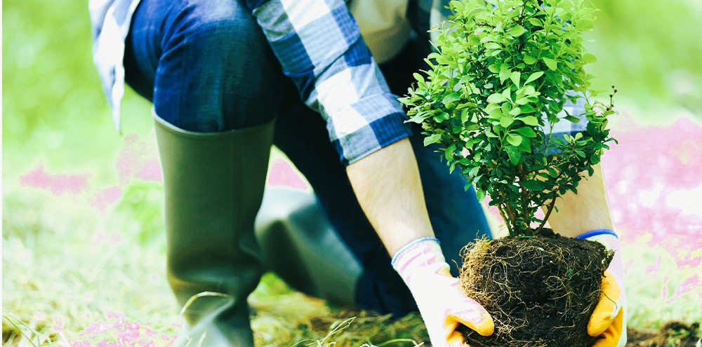 Caring for Newly Planted Trees