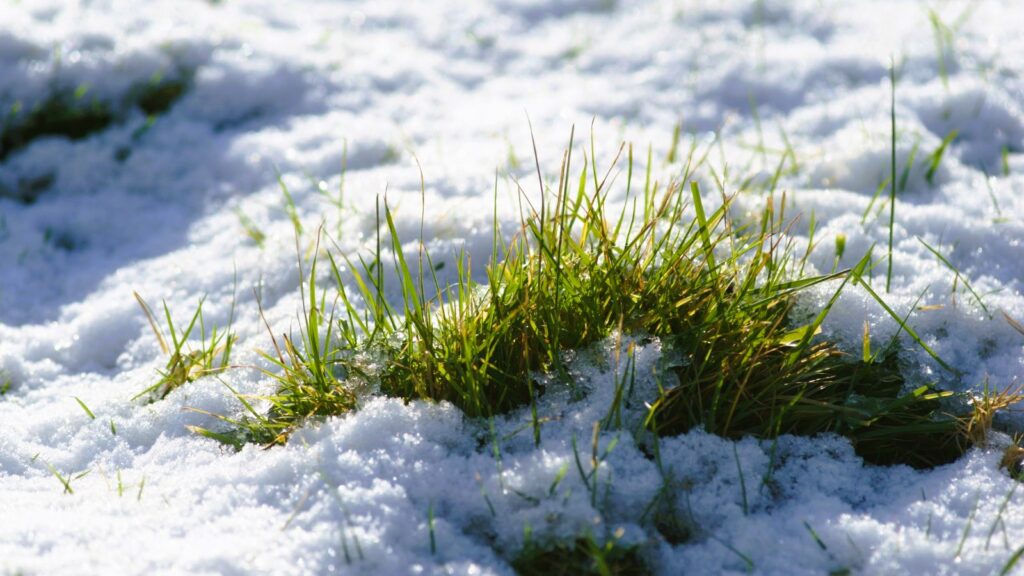 Grass under the snow
